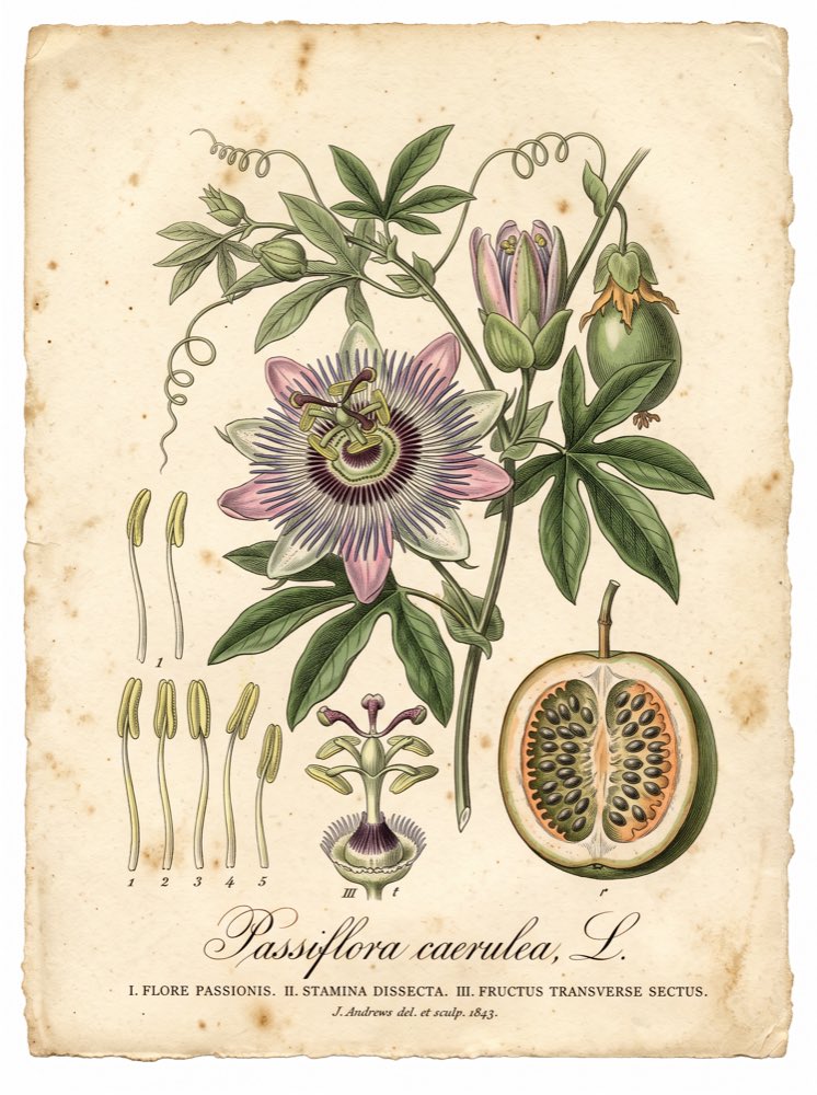 Ilustrasi botani abad ke-19